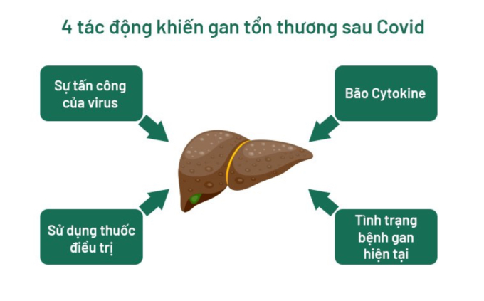 4 vấn đề chính gây tổn thương gan khi mắc Covid-19. Ảnh: Virology Journal, Việt hóa: Khoa Phạm