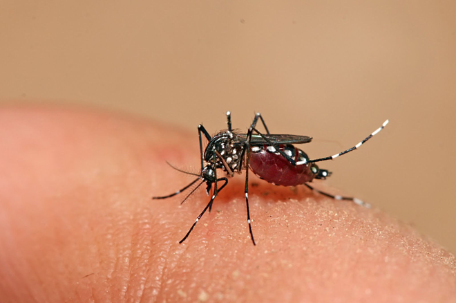 Muỗi vằn có nhiều khoang trắng ở lưng và chân, chích hút máu người cả ngày lẫn đêm gây bệnh sốt xuất huyết. Ảnh: El Guardian
