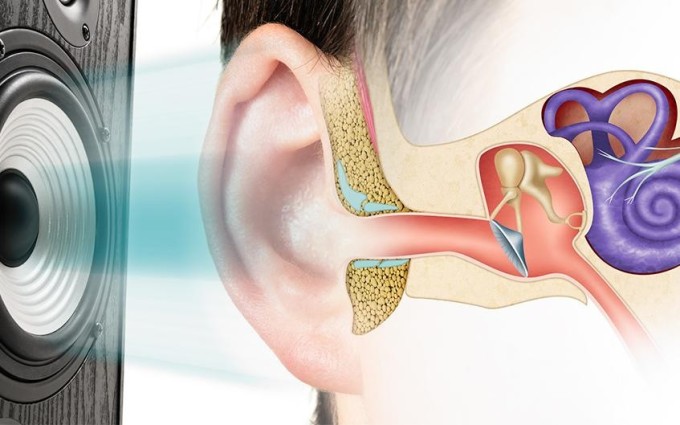 Hình ảnh mô tả màng nhĩ của tai người. Ảnh: Shutterstock