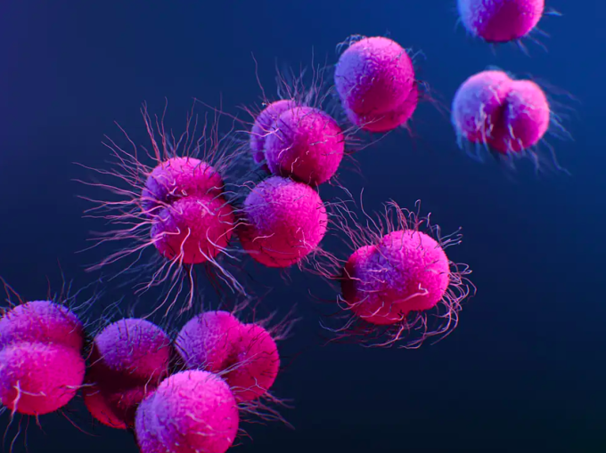 Hình minh họa vi khuẩn lậu Neisseria gonorrhoeae kháng thuốc năm 2018. Ảnh: CDC