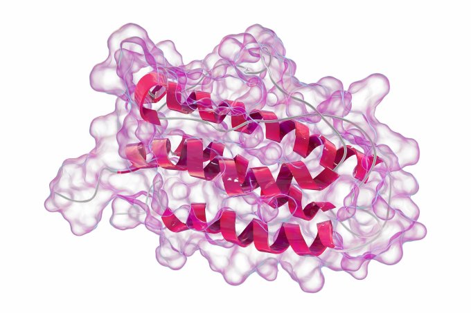 Những người mắc bệnh suy thận sẽ giảm sản xuất enzym erythropoietin, dẫn đến giảm sinh tế bào hồng cầu, gây thiếu máu. Ảnh: Shutterstock