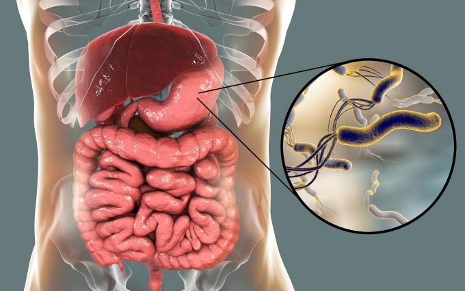 Vi khuẩn HP tồn tại bên trong dạ dày có khả năng lây truyền và tái nhiễm cao. Ảnh: Shutterstock